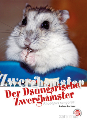 Der Dsungarische Zwerghamster