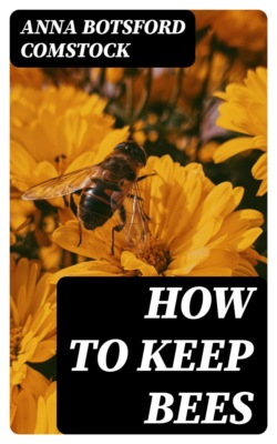 How to Keep Bees