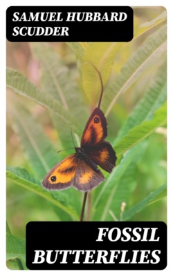 Fossil Butterflies