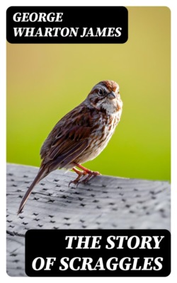 The Story of Scraggles