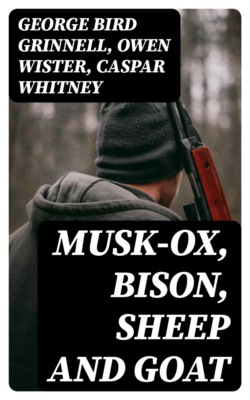 Musk-Ox, Bison, Sheep and Goat