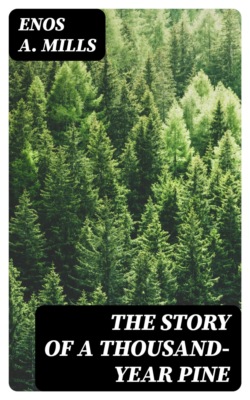 The Story of a Thousand-Year Pine