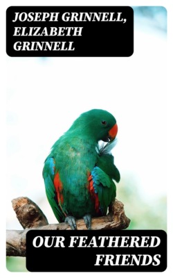 Our Feathered Friends