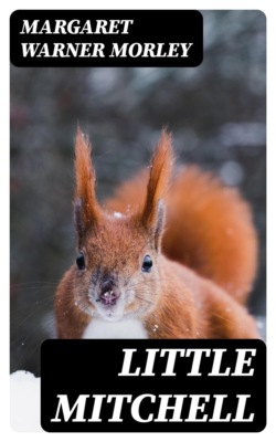 Little Mitchell