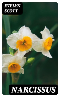 Narcissus