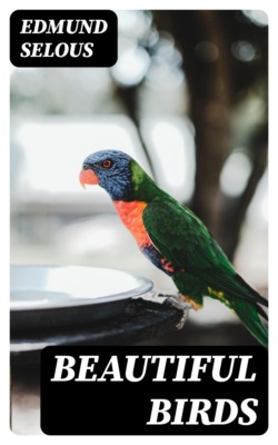 Beautiful Birds