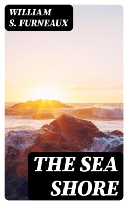 The Sea Shore
