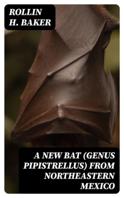 A New Bat (Genus Pipistrellus) from Northeastern Mexico