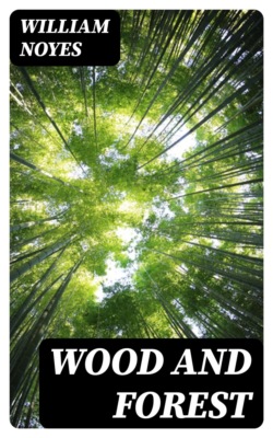 Wood and Forest