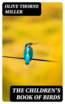 The Children's Book of Birds