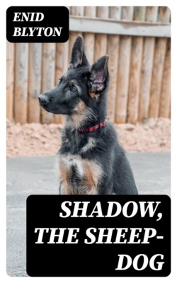 Shadow, the Sheep-Dog