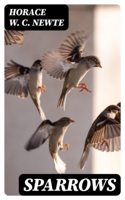 Sparrows