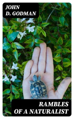 Rambles of a Naturalist