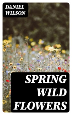Spring Wild Flowers