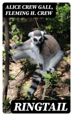 Ringtail