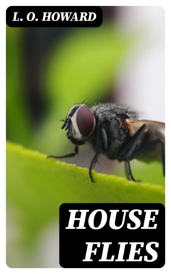 House Flies