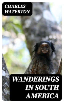 Wanderings in South America