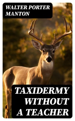 Taxidermy without a Teacher