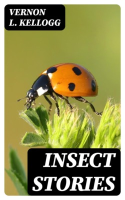 Insect Stories