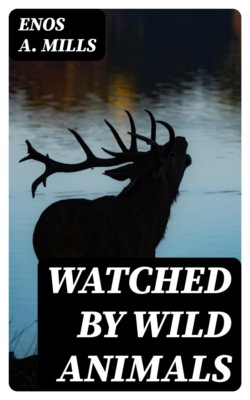 Watched by Wild Animals