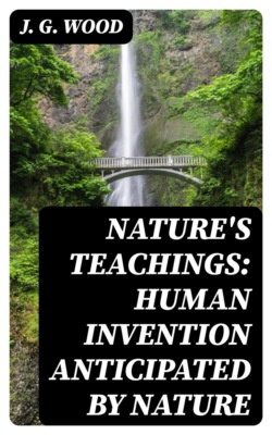 Nature's Teachings: Human Invention Anticipated by Nature