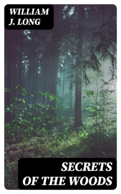 Secrets of the Woods