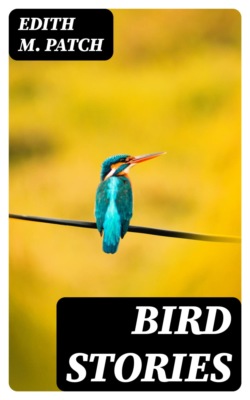 Bird Stories