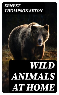 Wild Animals at Home