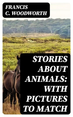 Stories about Animals: with Pictures to Match