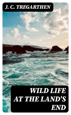 Wild Life at the Land's End