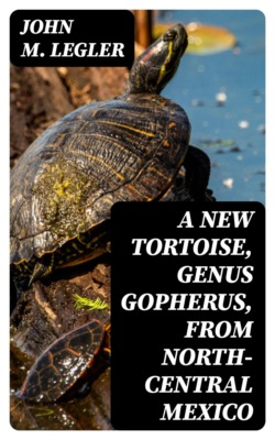 A New Tortoise, Genus Gopherus, From North-central Mexico