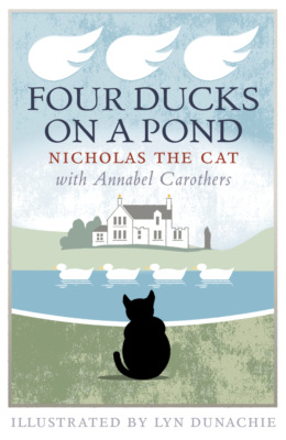 Four Ducks on a Pond