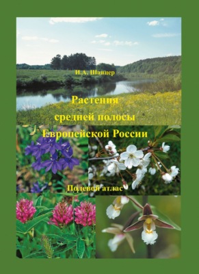 Растения средней полосы Европейской России. Полевой атлас