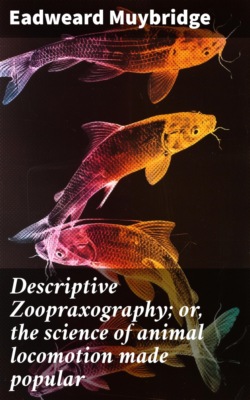 Descriptive Zoopraxography; or, the science of animal locomotion made popular