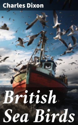 British Sea Birds