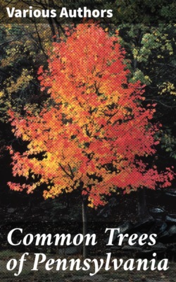 Common Trees of Pennsylvania