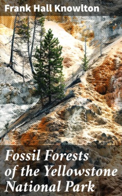 Fossil Forests of the Yellowstone National Park
