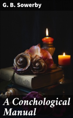 A Conchological Manual