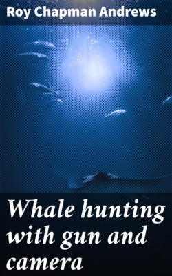 Whale hunting with gun and camera