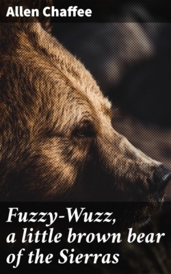 Fuzzy-Wuzz, a little brown bear of the Sierras
