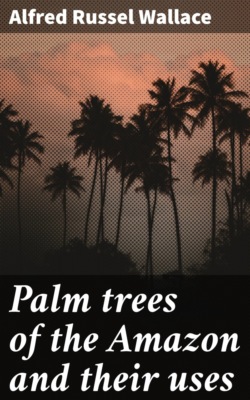 Palm trees of the Amazon and their uses