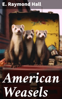American Weasels