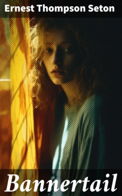 Bannertail