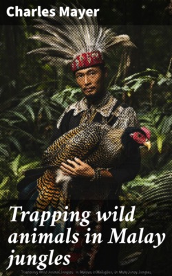 Trapping wild animals in Malay jungles