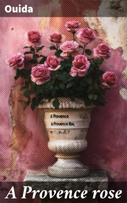 A Provence rose