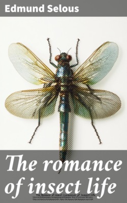 The romance of insect life