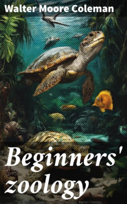 Beginners' zoology