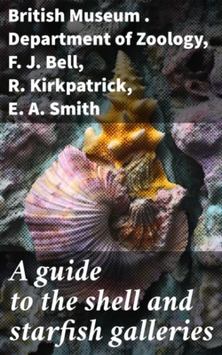 A guide to the shell and starfish galleries