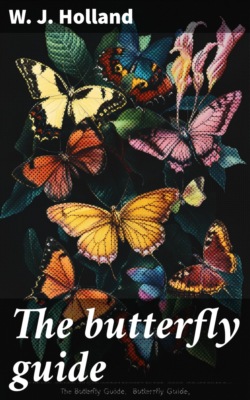 The butterfly guide