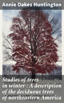 Studies of trees in winter : A description of the deciduous trees of northeastern America